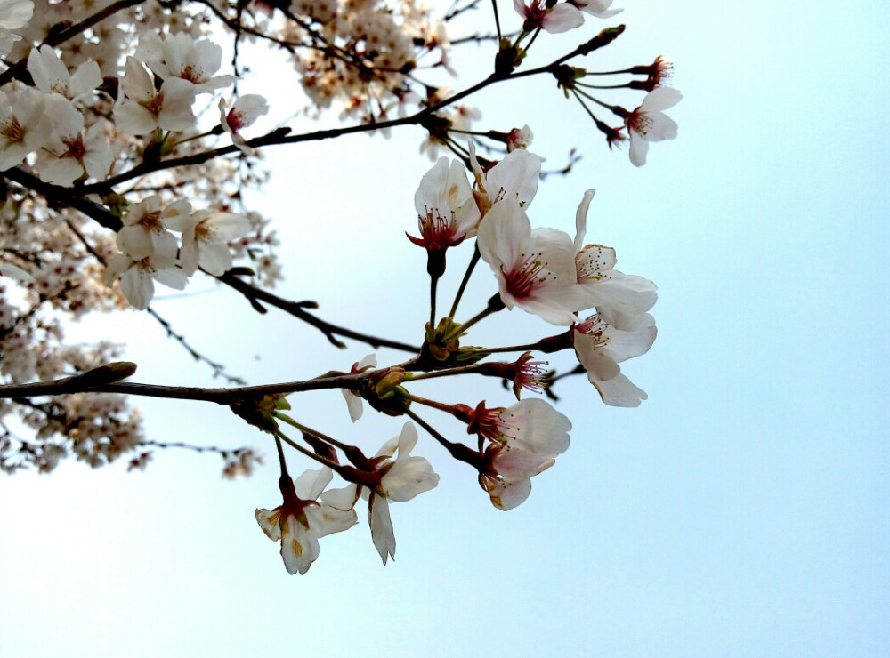 花开牧院