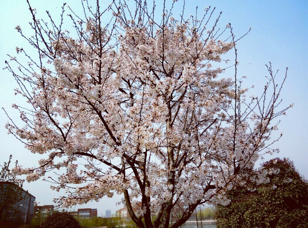 花开牧院