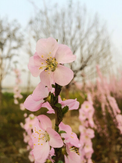 桃花