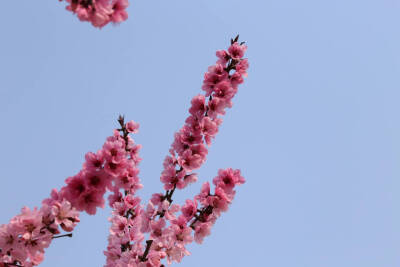 Σ>―(´•ω•`)→