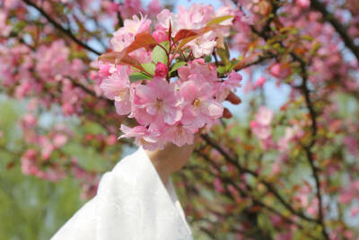 手美还是花美(๑乛◡乛๑)