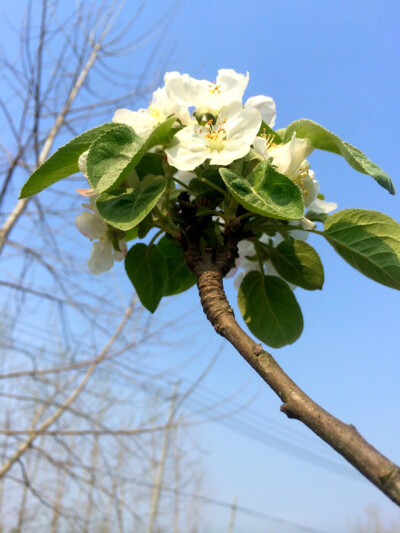 路边开的灿烂的花。