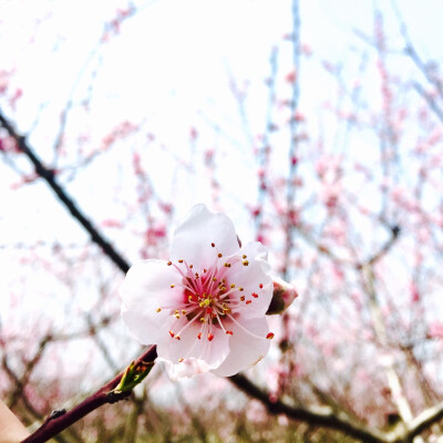 桃花——春天你真美