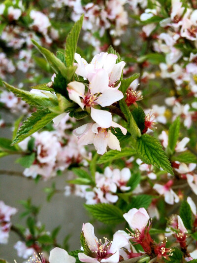 花都开好了