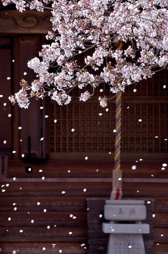 待落花时节，我陪你赏樱花如雪