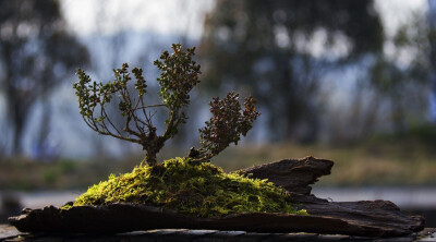 苔藓盆景