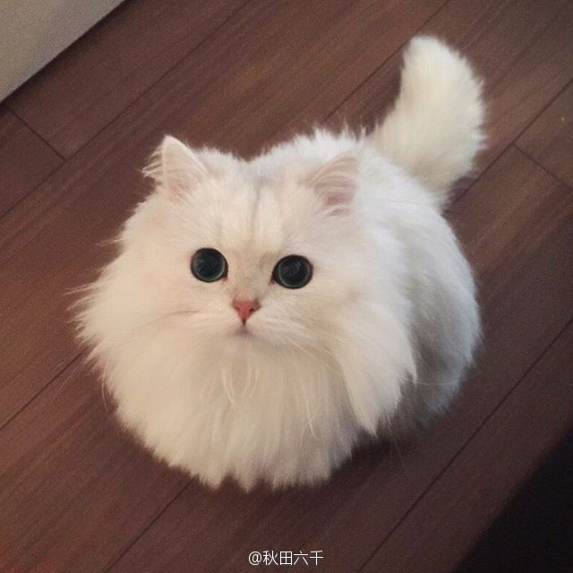 喵星人，说 宝宝是波斯猫界最美的小公主吗