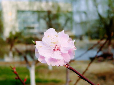 寂静看花，等风来。