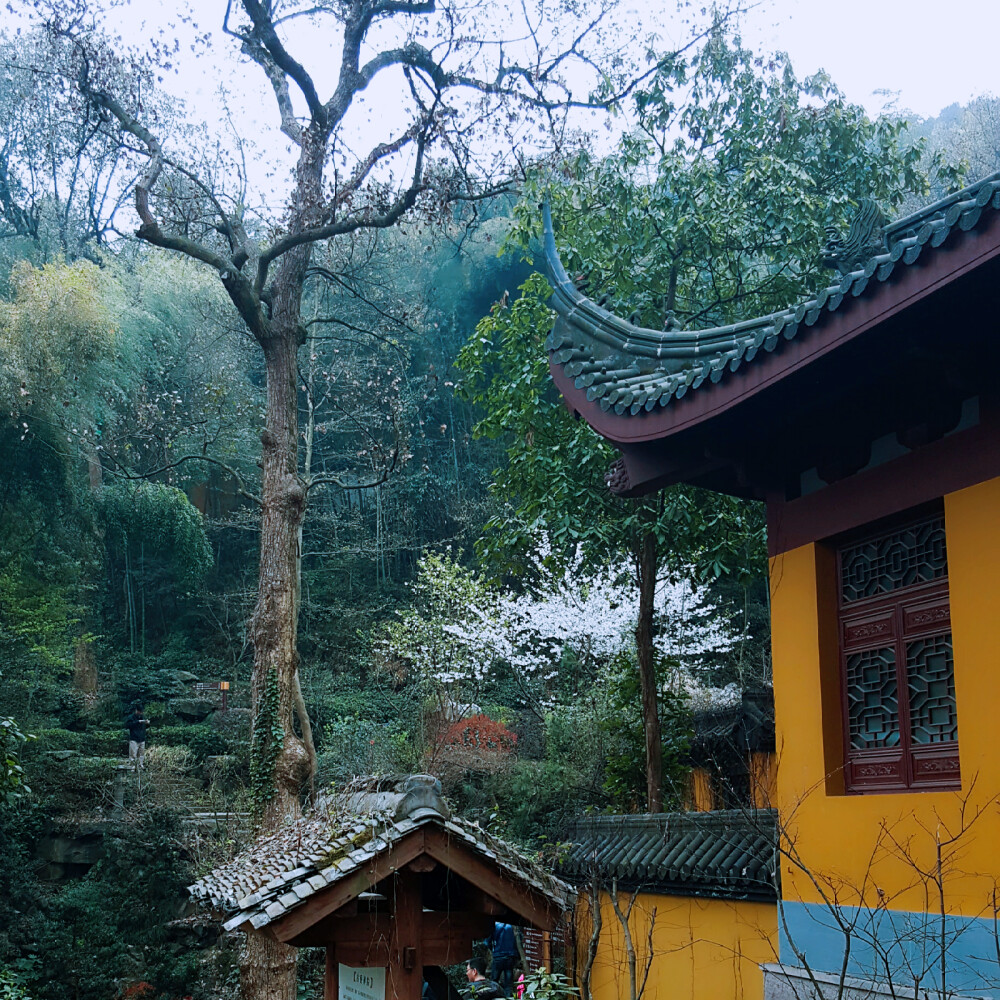 近看烟雨楼台，远观樱花飘零!