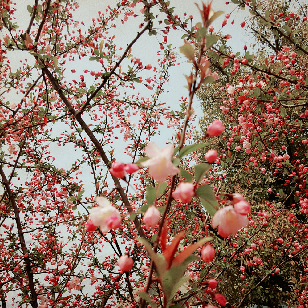 春花秋月无绝期，只待含苞待放时!