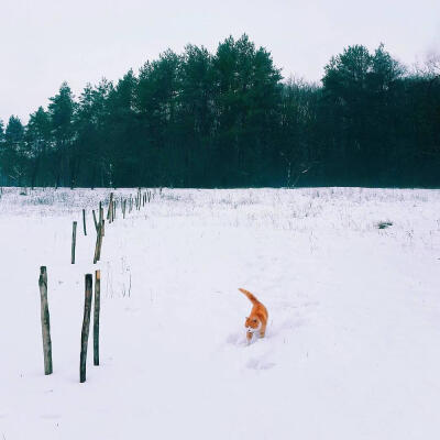 雪地猫