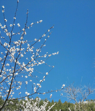 北京蟒山森林公园。满山的粉桃花