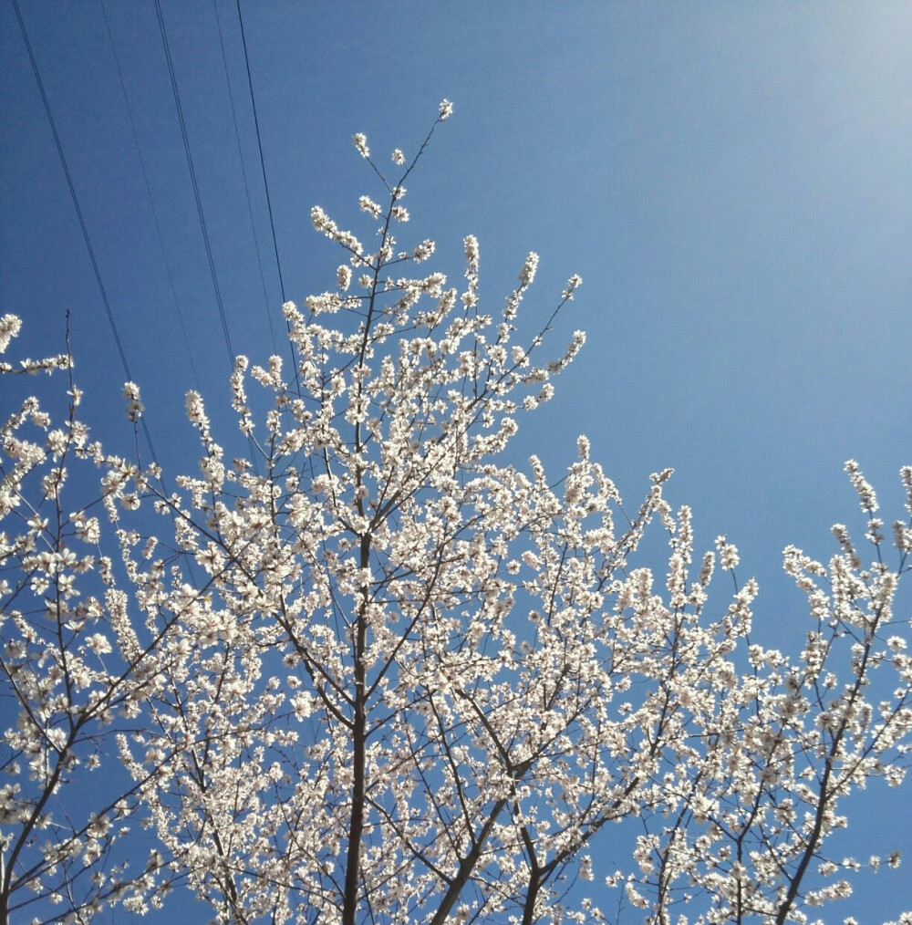 北京蟒山森林公园。满山的粉桃花。