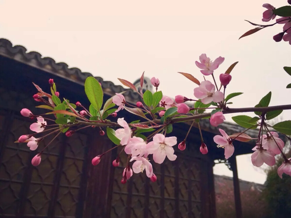 桃花坞里桃花庵，桃花庵下桃花仙；桃花仙人种桃树，又摘桃花换酒钱。酒醒只在花前坐，酒醉还来花下眠；半醒半醉日复日，花落花开年复年。但愿老死花酒间，不愿鞠躬车马前；车尘马足富者趣，酒盏花枝贫者缘。别人笑我太疯癫，我笑他人看不穿；不见五陵豪杰墓，无花无酒锄作田。——《桃花庵歌》