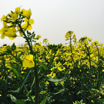 Sat 花海