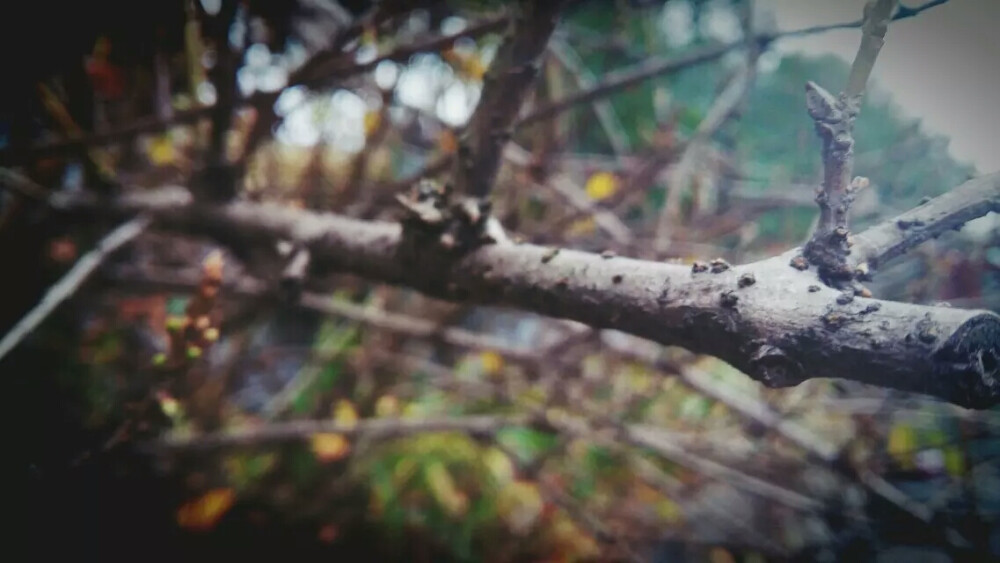 只待两鬓花白之时，能扶心自谈“岁月不饶人，我亦未曾绕过岁月。”此生也算充实怡甘