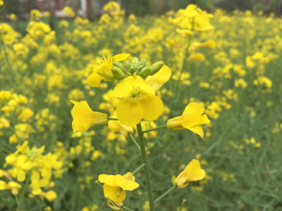 油菜花 花