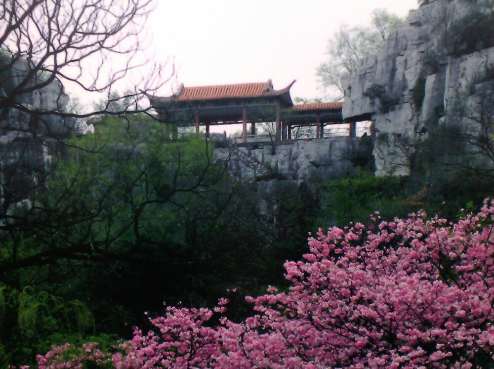 樱花 风景 植物 树木 Azi