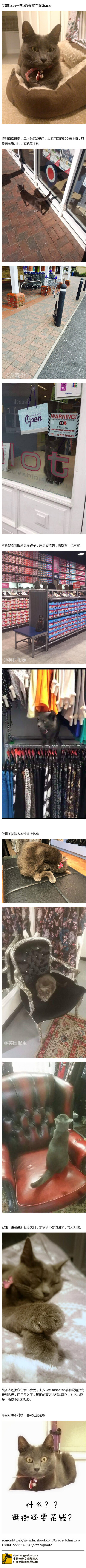 我就是我，一只特立独行爱逛街的喵。