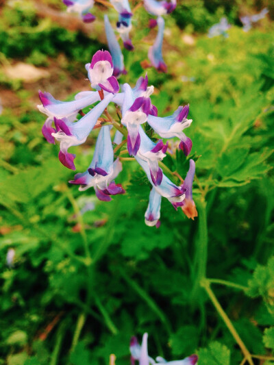 杭州花圃