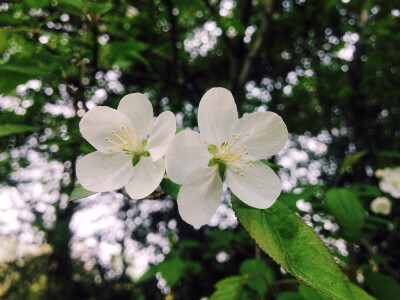 杭州花圃