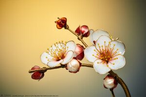 2016 白梅 簪【 東風 】Prunus mume 01