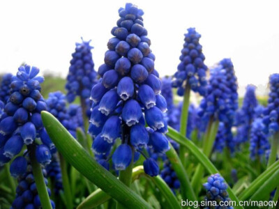 葡萄风信子