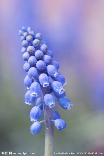 葡萄风信子