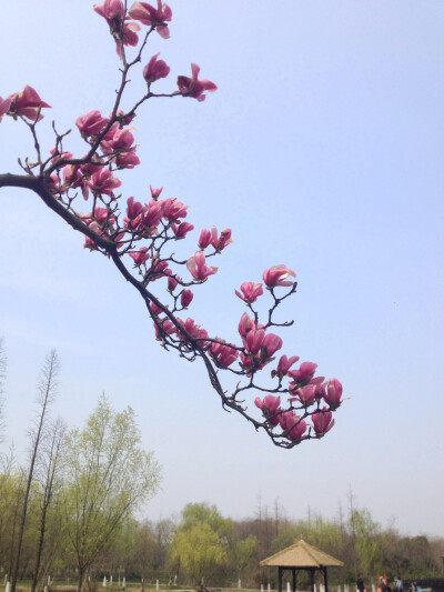 紫玉兰-红是精神白是魂,仙娥唐女抖清纯