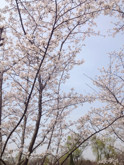 樱花开了 樱花也会落