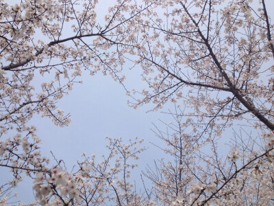 樱花开了 樱花也会落