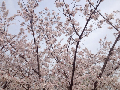 樱花开了 樱花也会落