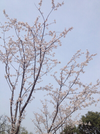 樱花开了 樱花也会落