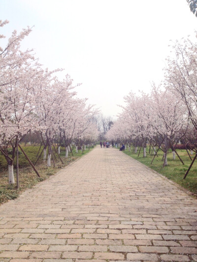 樱花开了 樱花也会落