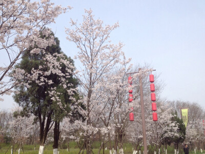 樱花开了 樱花也会落