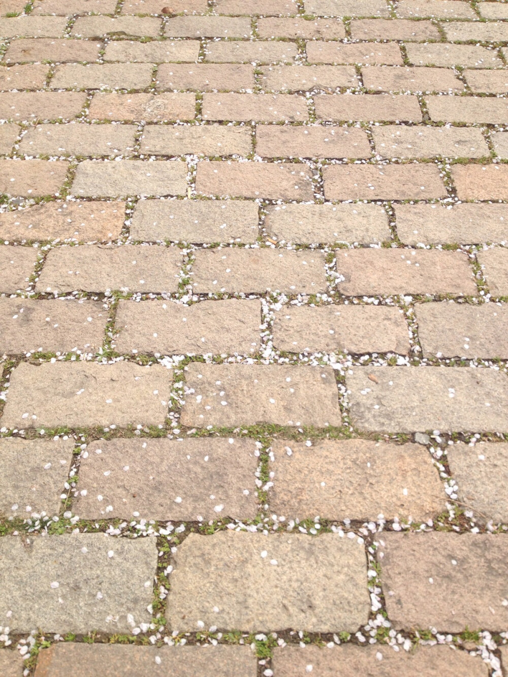 樱花开了，樱花也会落