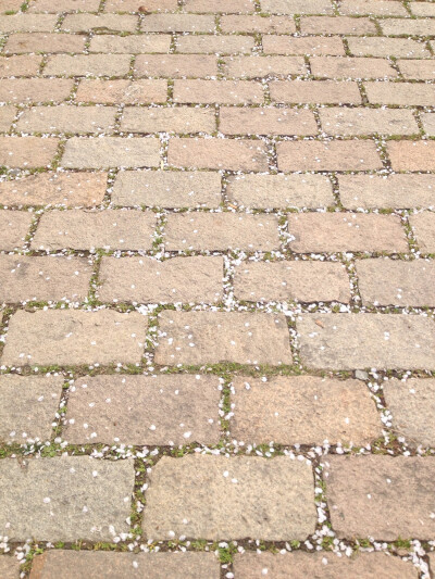 樱花开了，樱花也会落