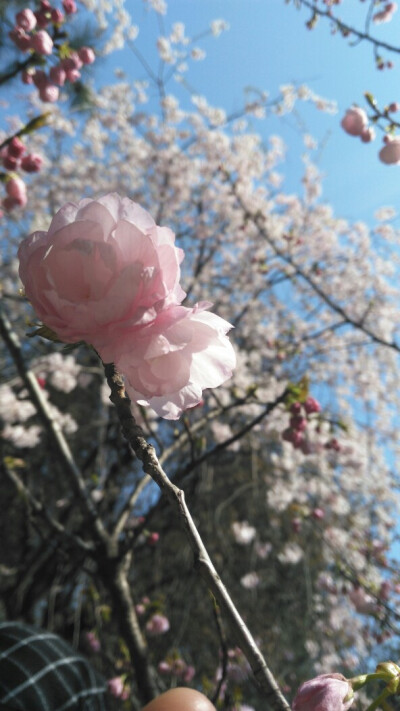 春暖花开。看到花朵，我的心情就美美哒