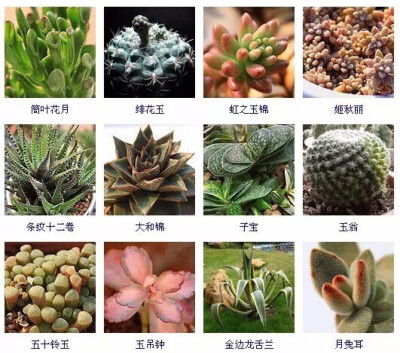 多肉植物的品种大全(215个品种)