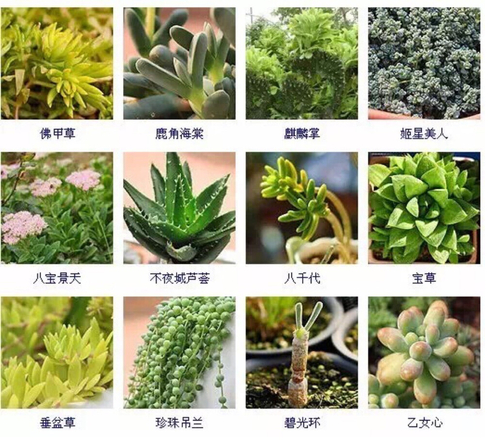 多肉植物的品种大全(215个品种)