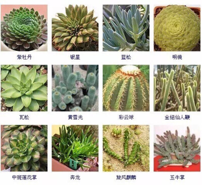 多肉植物的品种大全(215个品种)