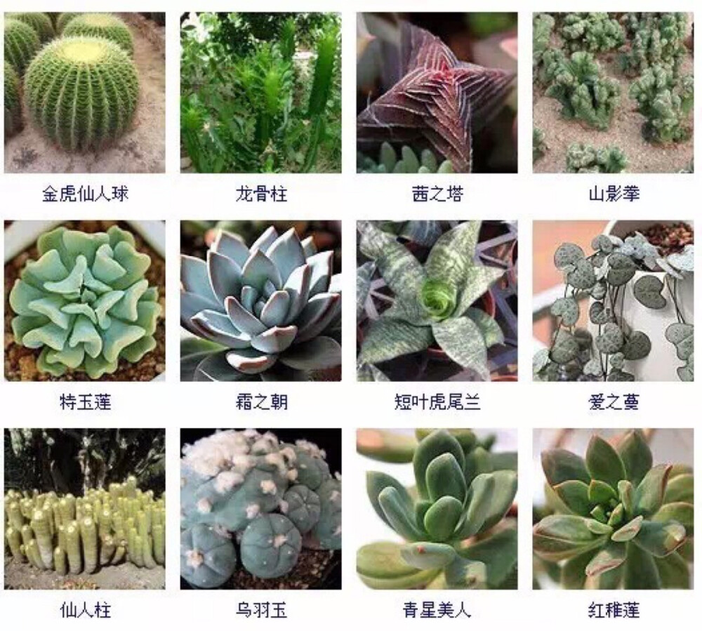 多肉植物的品种大全(215个品种)