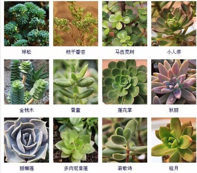 多肉植物的品种大全(215个品种)