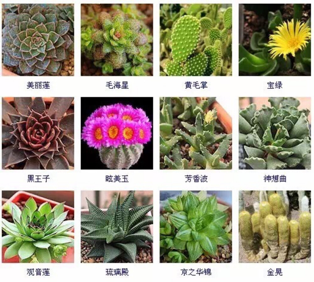 多肉植物的品种大全(215个品种)