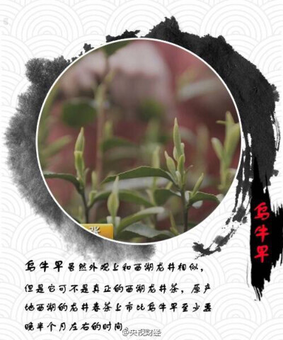 【果断收藏！九张图教你喝春茶】不少爱喝茶的人都爱春茶，特别是明前茶。春茶陆续开始上市，你准备好尝鲜了吗？福建白茶、乌牛早、竹叶青、蒙顶甘露、太姥莲心茶……每款茶各有什么特点？春茶价格如何？@消费主张 为…