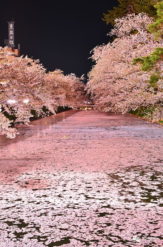 日本三大夜樱公园之一