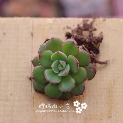 丹尼尔 Echeveria cv Joan Daniel 조안다니엘