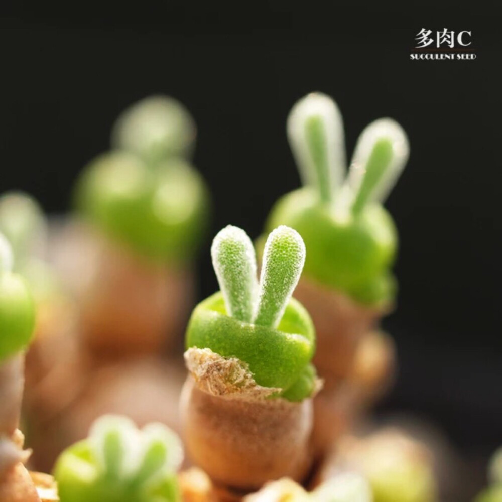 碧光环属 MONILARIA pisiformis 小兔子