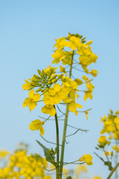 人比黄花瘦