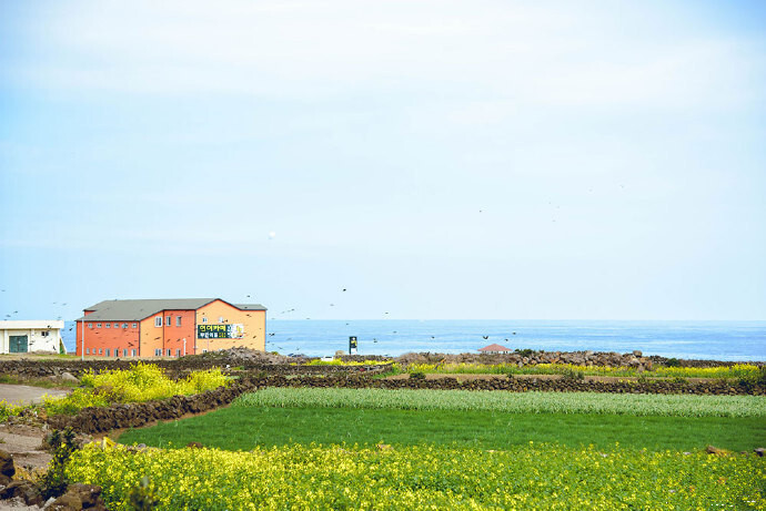 济州岛，春日里的两种颜色。漫步于櫻花雨之下，走过遍地油菜花田中~